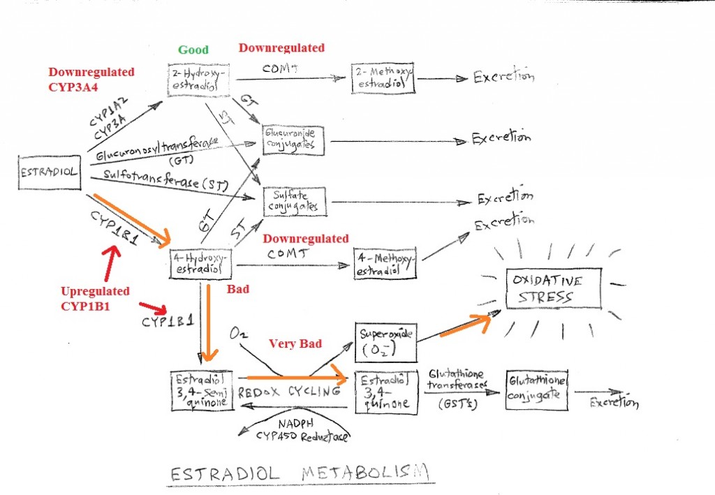 Estrogen estradiol metabolism CYP3A4 quinone oxidative CYP1B1