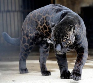 black leopard cat