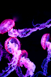 Glowing Psychedelci Jellyfish