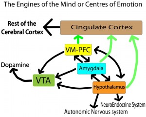 Dopamine Cortex VM Amygdala Hypothalamus