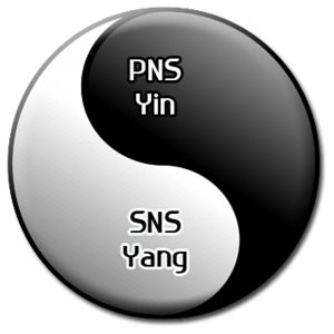 PNS SNS YIN YANG