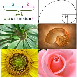 golden-ratio-in-nature