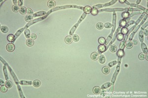 candida fungus