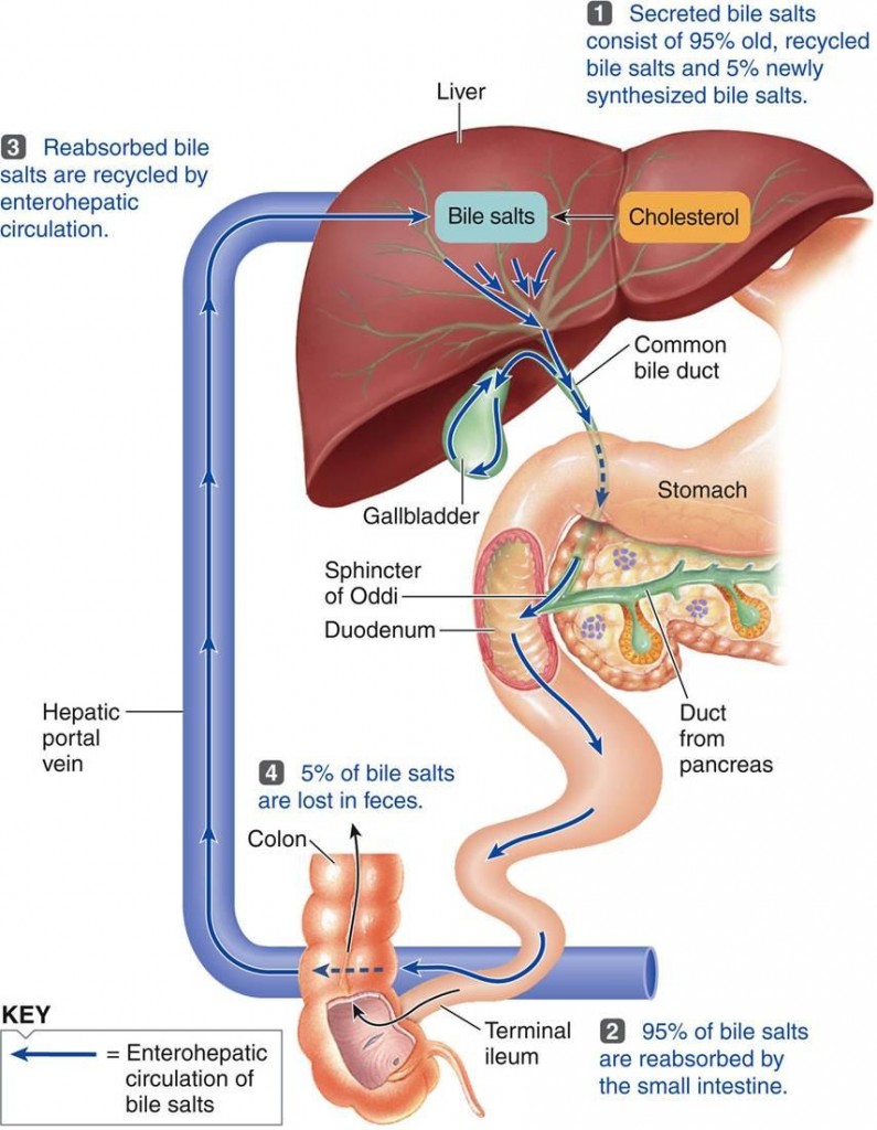 enterohepatic recirculation