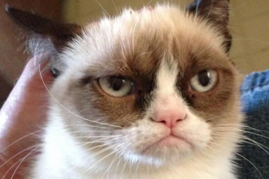 grumpy-cat-writers-photo-u1