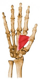 Adductor pollicis brevis