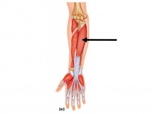 Flexor digitorum profundus