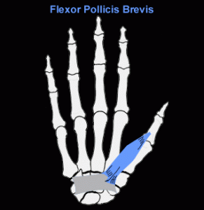 Flexor pollicis brevis