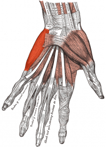 Musculus_abductor_digiti_minimi_(Hand)