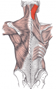 Musculus_splenius_capitis_marked