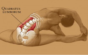 Quadratus lumborum