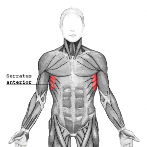 Serratus_anterior