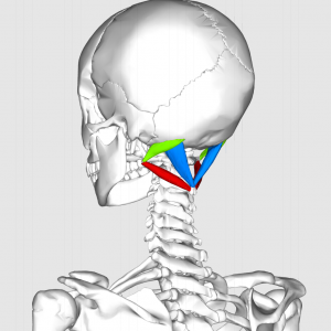 Suboccipital_triangle11