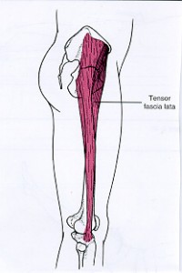 Tensor fascia lata