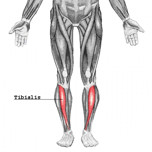 Tibialis