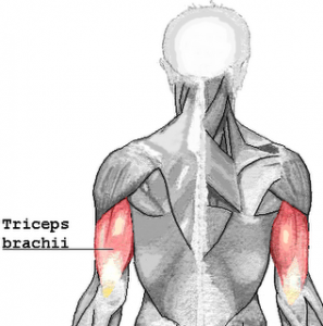 Triceps-brachii