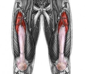 Vastus intermedius