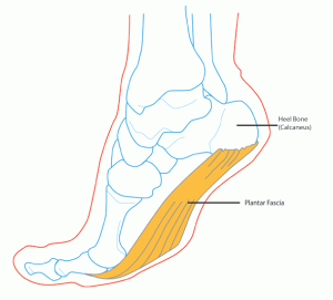 plantar-fascia